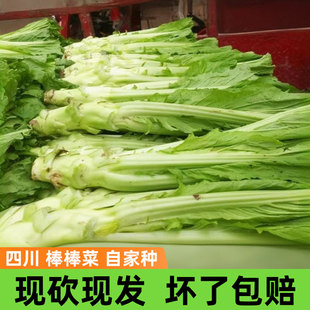 新鲜棒棒菜四川棒菜农家自种芥菜青菜头子泡菜原料 现货不用等