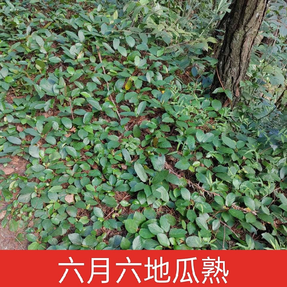 地瓜藤地石榴地枇杷地板藤野生中药材纯天然药用非种植四川