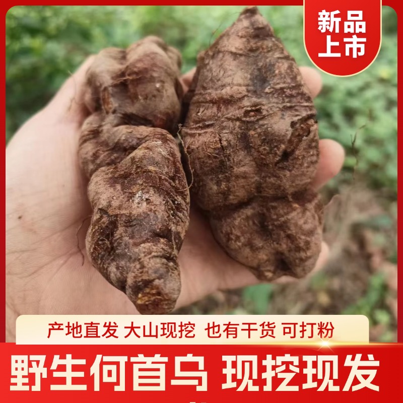 四川现挖何首乌新鲜生首乌绝非种植货整个现挖中草药材500克