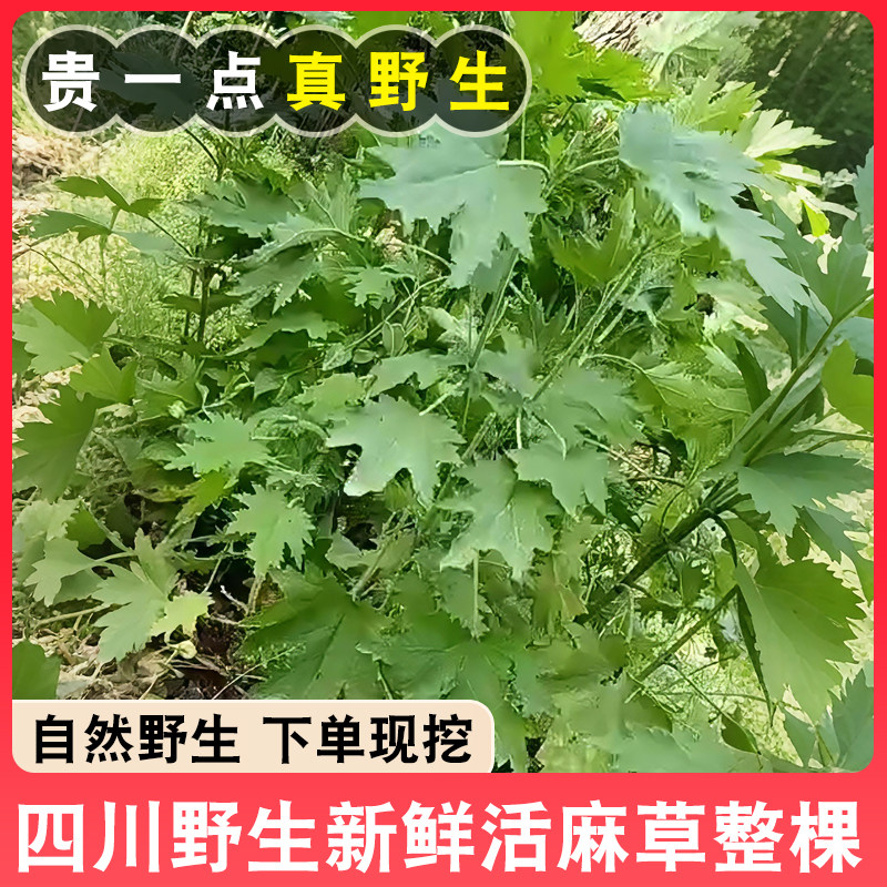 四川荨麻草整棵新鲜现挖现发活麻尖活麻草照蝎子草蜇人草1斤