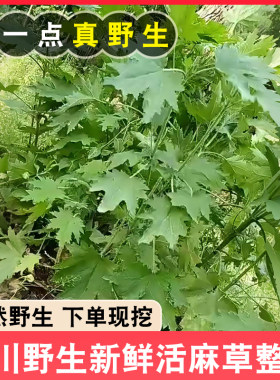 四川新鲜荨麻草活麻整棵