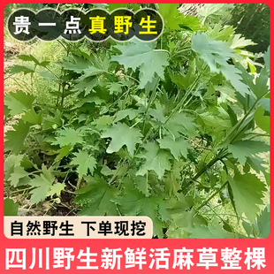四川荨麻草整棵新鲜现挖现发活麻尖活麻草照蝎子草蜇人草1斤