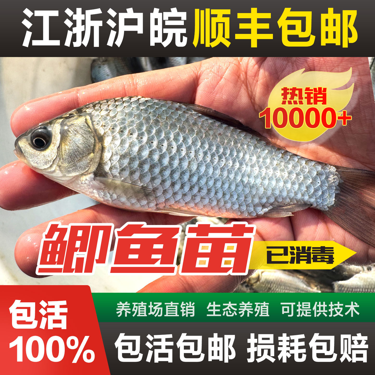 鲫鱼苗中科三号鲫鱼苗大板鲫黑鲫活体鱼中科五号土鲫鱼苗淡水养殖
