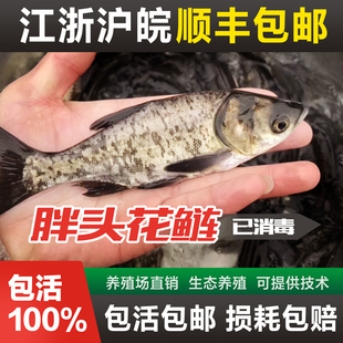 花鲢鱼苗胖头鱼苗鳙鱼苗大头鱼苗白鲢鱼苗草鱼苗鲫鱼活体淡水养殖