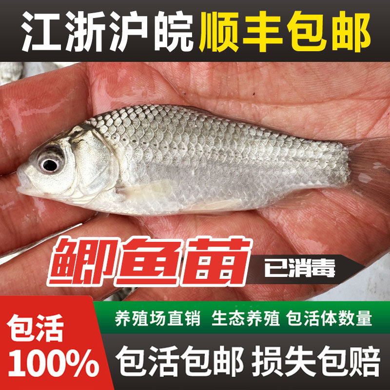 鲫鱼苗中科三号鲫鱼苗大板鲫黑鲫活体鱼中科五号土鲫鱼苗淡水养殖