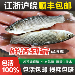 草鱼苗螺蛳青鱼苗胖头花鲢白鲢鳊鱼苗鲫鱼苗活体鱼苗淡水养殖食用