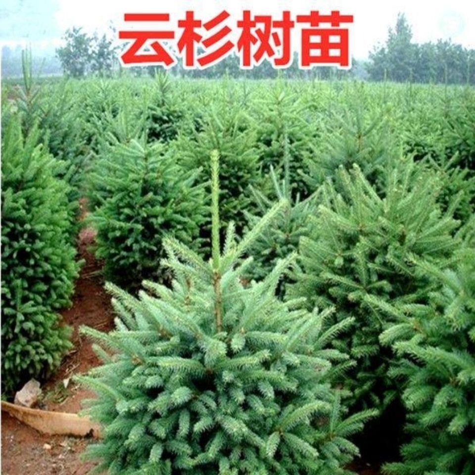 云杉树苗蓝杉苗蓝杉树苗圣诞树园林风景工程绿化庭院盆栽耐寒植物