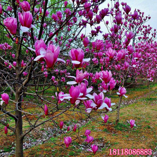 玉兰树苗紫玉红玉白玉黄玉广玉兰庭院盆栽地栽植物嫁接玉兰苗花苗