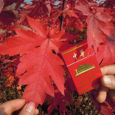 绿植日本红枫竹子南天竺植物花卉