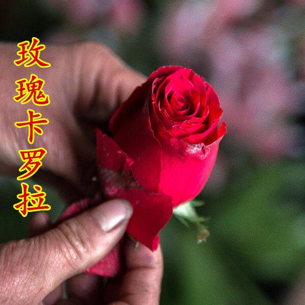 欧洲进口玫瑰欧月季花苗玫瑰花苗