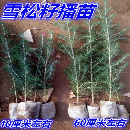 雪松苗雪松树苗黑松小苗营养钵苗