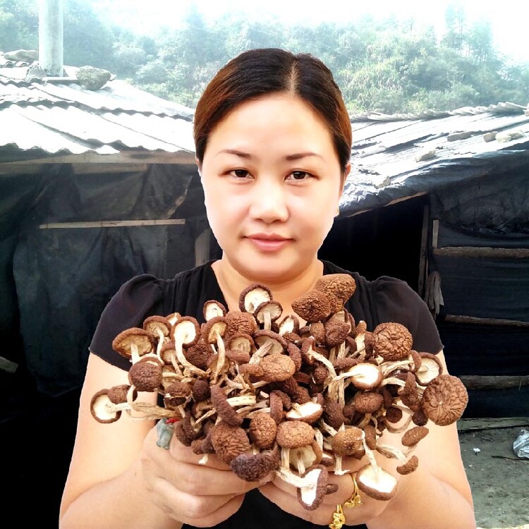 26年产特级茶树菇干货500g一斤装秒杀 新鲜纯天然不开伞