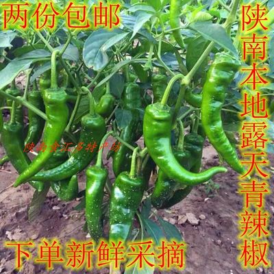 无无新鲜现摘薄皮青椒