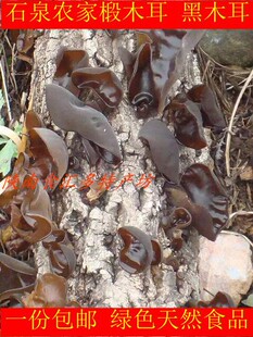 陕南特产食品椴木黑木耳