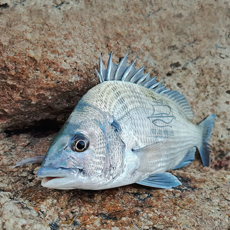 黑翅鱼腊鱼黑鲷鱼鲜活新鲜黑立海钓东山岛海鲜宝宝辅食海鱼可代杀