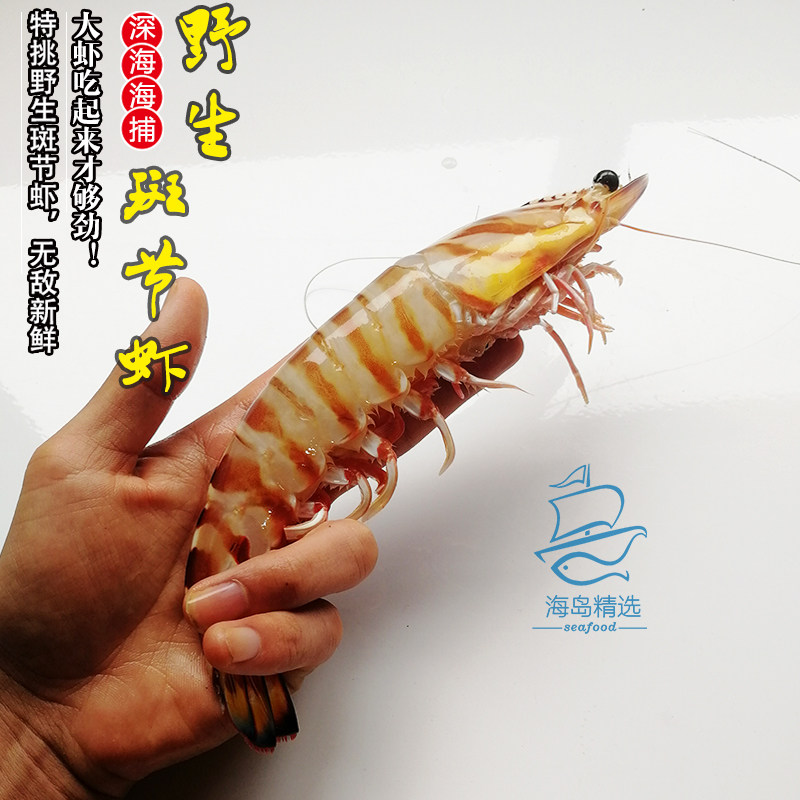 斑节虾大虾新鲜活特大海虾野生竹节虾基围虾虎虾东山岛生猛海鲜