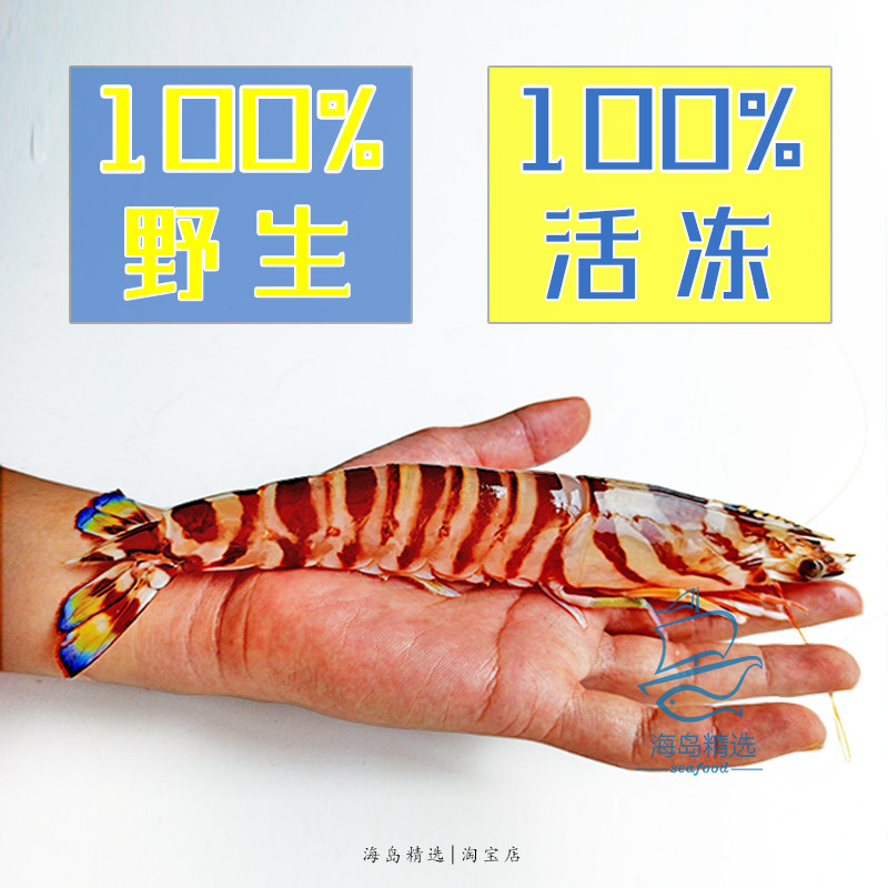 野生大虾鲜活斑节虾刺身特超大明虾竹节虾九节新鲜海虾东山岛海鲜