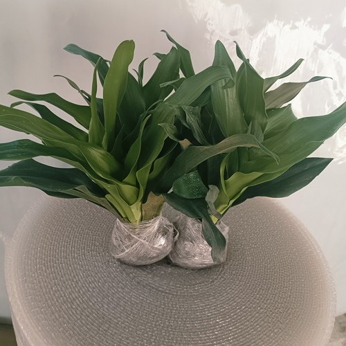 中华万年青青叶观花观果室内盆栽结婚订婚乔迁结红果子四季常青