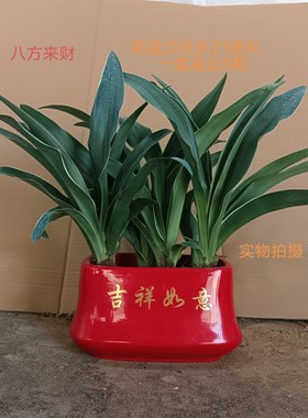室内盆栽中华金边红果万年青结婚订婚乔迁新居喜庆四季常青绿植