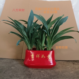 室内盆栽中华金边红果万年青结婚订婚乔迁新居喜庆四季常青绿植