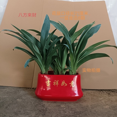 室内盆栽中华金边红果万年青结婚订婚乔迁新居喜庆四季常青绿植