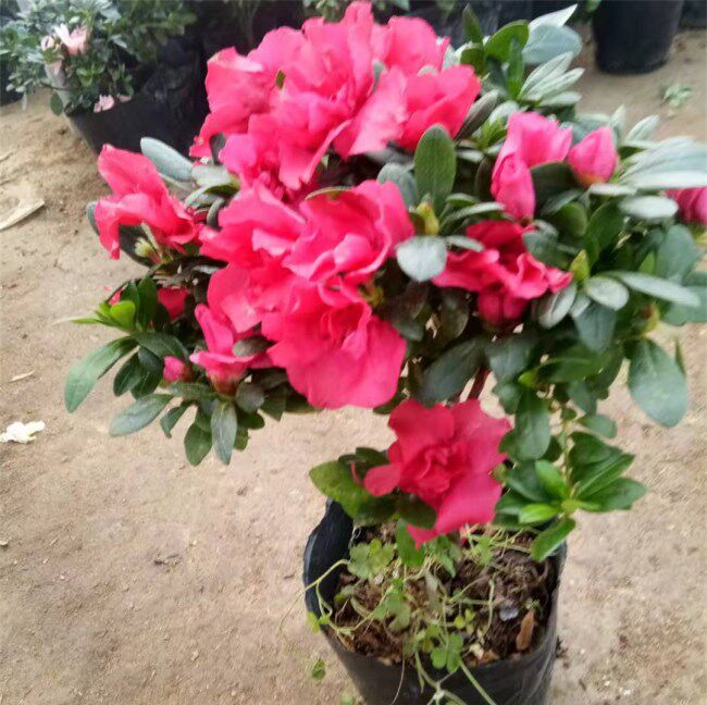 观花盆栽杜鹃洋杜鹃四季杜鹃杜鹃花四季开花花期长室内盆栽净化空