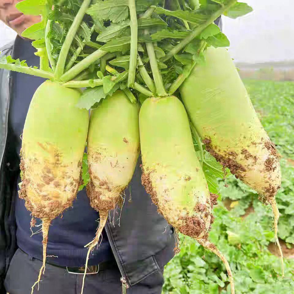 信阳光山青萝卜本地青皮萝卜现挖清脆爽口可生吃时令蔬菜