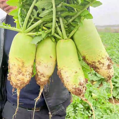 信阳光山青萝卜本地青皮萝卜现挖清脆爽口可生吃时令蔬菜