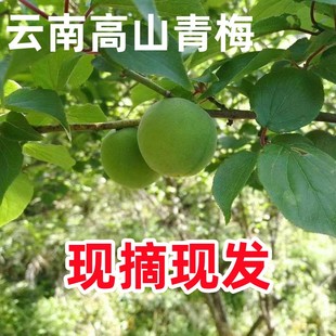 云南高山新鲜青梅果水果大果5斤野生酸梅子泡酒现摘现发坏果包赔