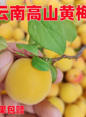 云南黄梅完熟野生酸梅子大果