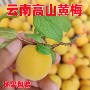 云南高山黄梅完熟鲜果大果5斤野生酸梅子泡酒新鲜树上熟