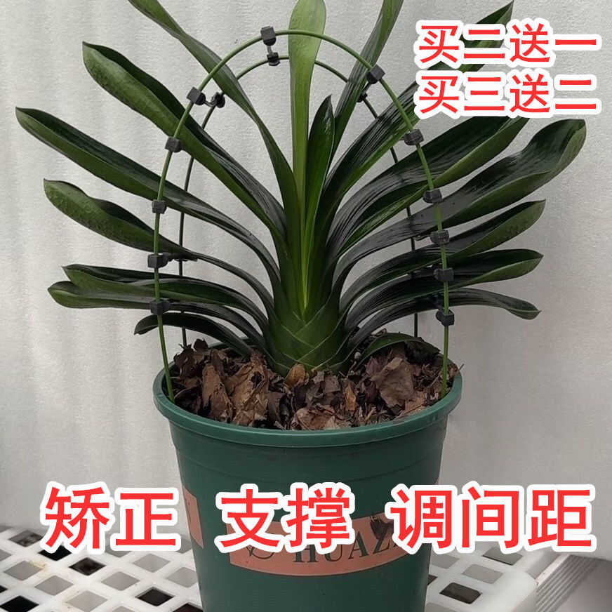 君子兰支架矫正器花架定型矫正固定防长偏调整叶间距新款