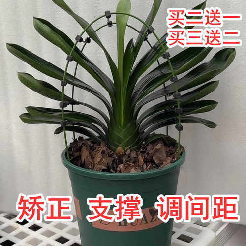 君子兰支架矫正器花架定型矫正固定防长偏调整叶间距新款