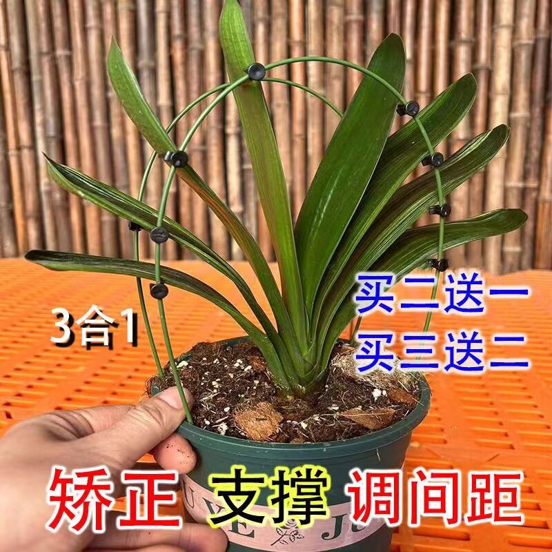 新款君子兰专用矫正支架图片