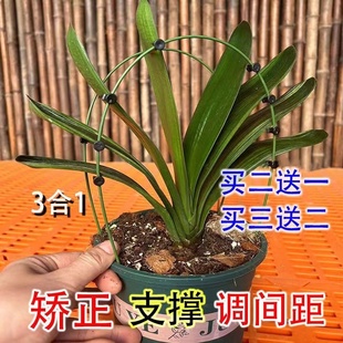 矫正花架君子兰专用定型矫正固定防长偏调整叶子间距