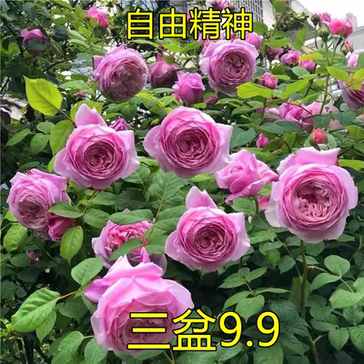 自由精神中苗 扦插藤本四季浓香抗病包子大花盆栽花卉月季爬藤
