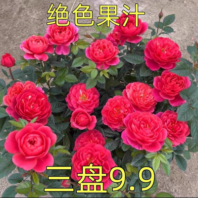 绝色果汁 果汁芽变月季小苗 灌木地栽阳台庭院 勤花丰花 新手推荐