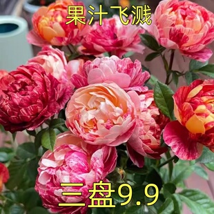 果汁飞溅(不确保带溅)月季花苗灌木多头勤花御姐阳台庭院盆栽