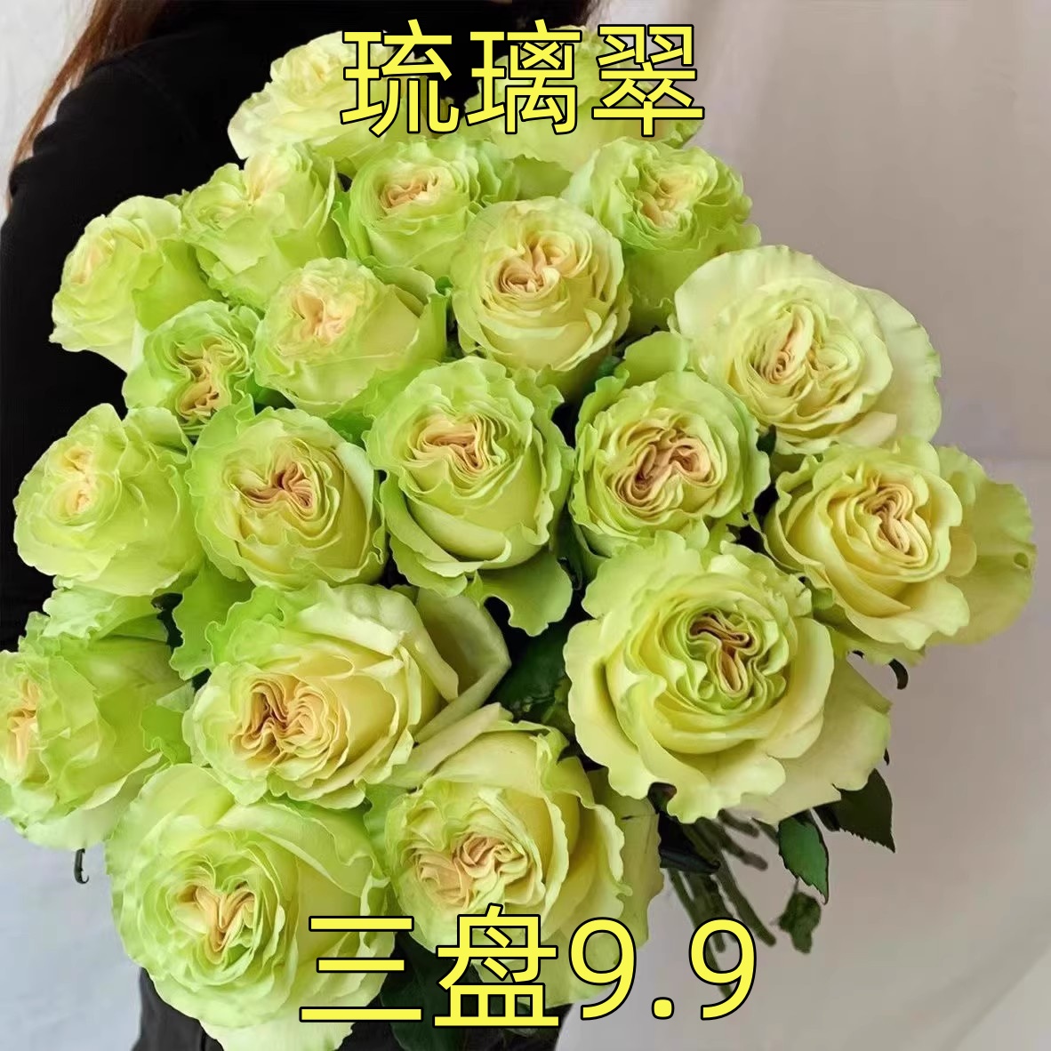 琉璃翠小苗 切花玫瑰花苗庭院阳台室内月季花卉渐变绿色多季开花