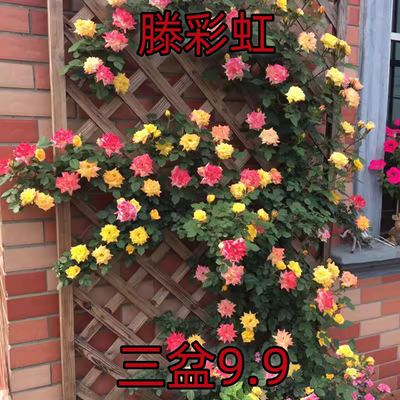 滕彩虹藤本月季多季花期长变色爬藤蔷薇可盆栽地栽易成活四季移栽