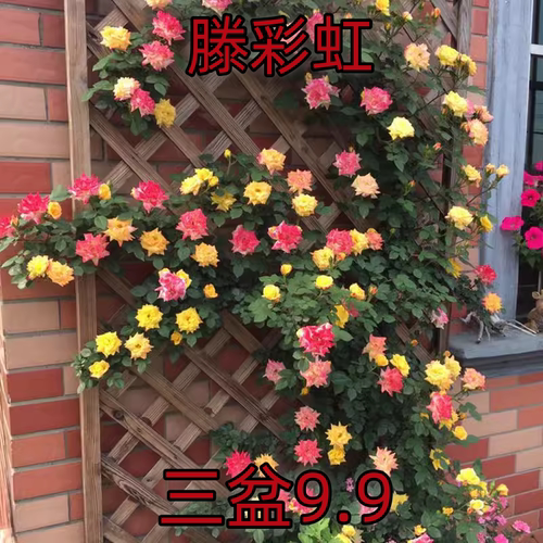 滕彩虹藤本月季多季花期长变色爬藤蔷薇可盆栽地栽易成活四季移栽