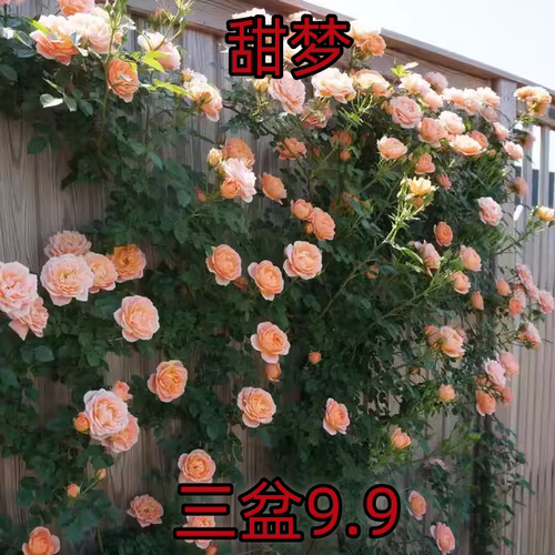 藤本月季 甜梦 爬藤爬墙攀援庭院植物盆栽花期带花苞发货
