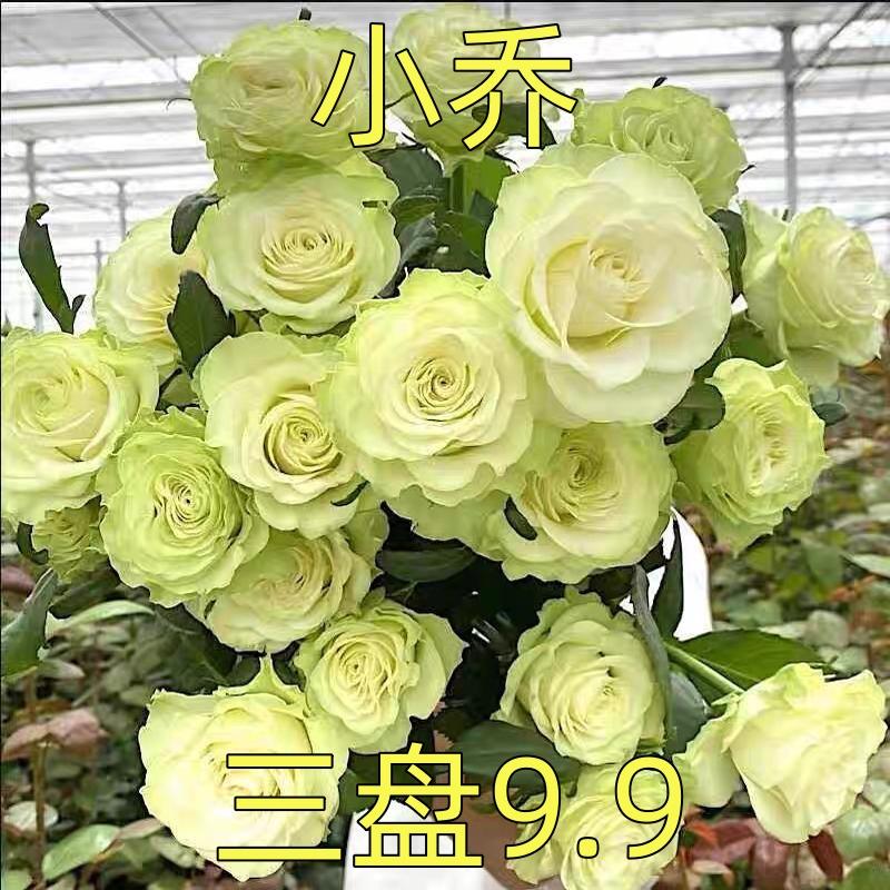 小乔月季 奶绿色切花灌木月季小卷边抗病好养盆栽花卉 小苗