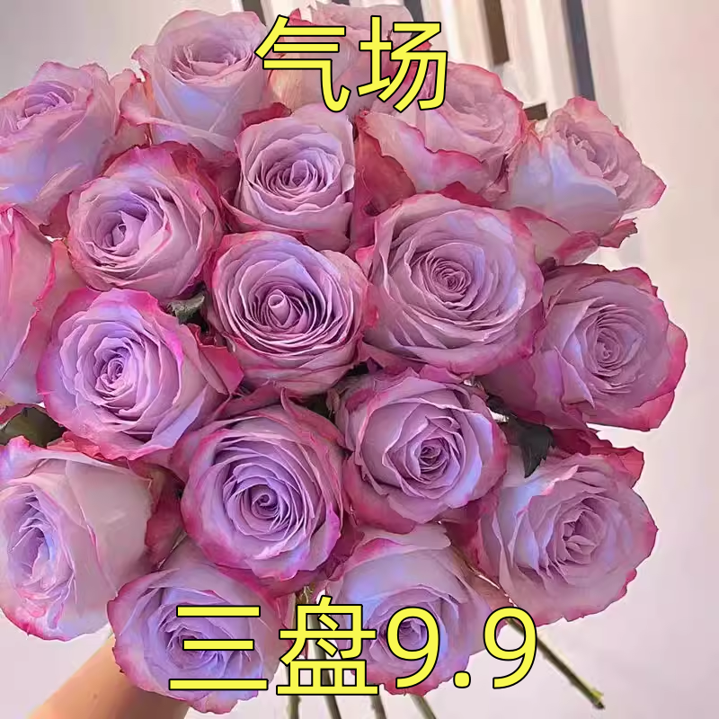 气场小苗 超新品切花月季四季勤花耐晒 稀有复色玫瑰花苗