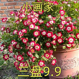 稀有品种小画家姬月季 日本赤花微型月季 单瓣蔷薇有香味阳台绿植