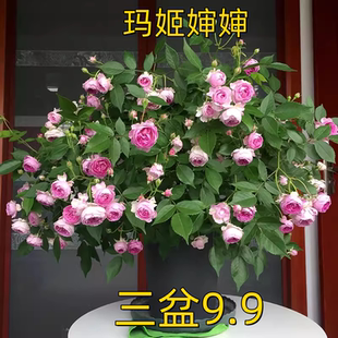 玛姬婶婶月季花苗开花玫红色浓香四季盆栽花卉玫瑰庭院中大花欧月