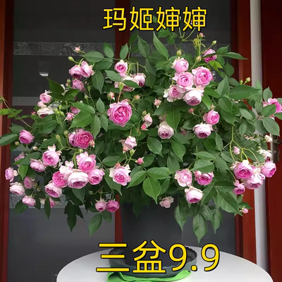 玛姬婶婶月季花苗开花玫红色浓香四季盆栽花卉玫瑰庭院中大花欧月