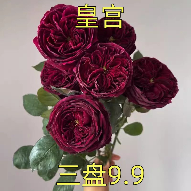 皇宫 大花浓香月季花苗紫黑包子型多季阳台花园玫瑰花苗盆栽花卉