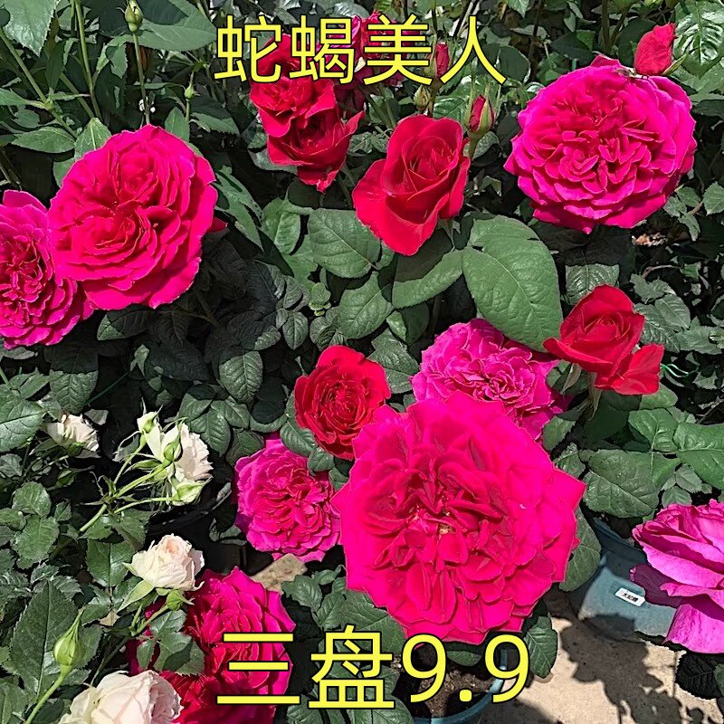 金凤凰 月季大花朵浓香四季玫瑰花盆栽阳台花卉扦插花苗图片