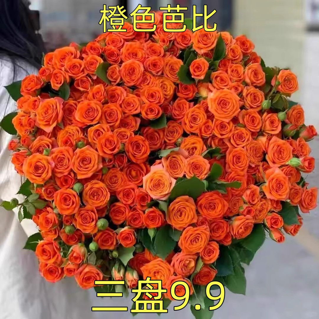橙色芭比多头玫瑰鲜花切花月季勤花四季花苗盆地栽